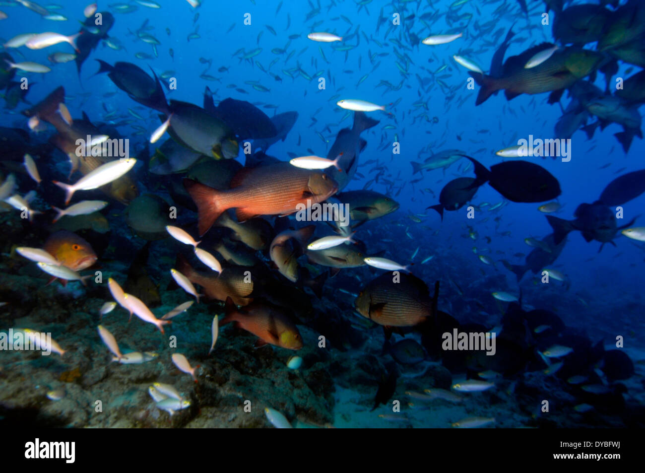School of fishes, including red snappers, Lutjanus sp., in large aggregation, Beqa Lagoon, Viti Levu, Fiji, South Pacific Stock Photo