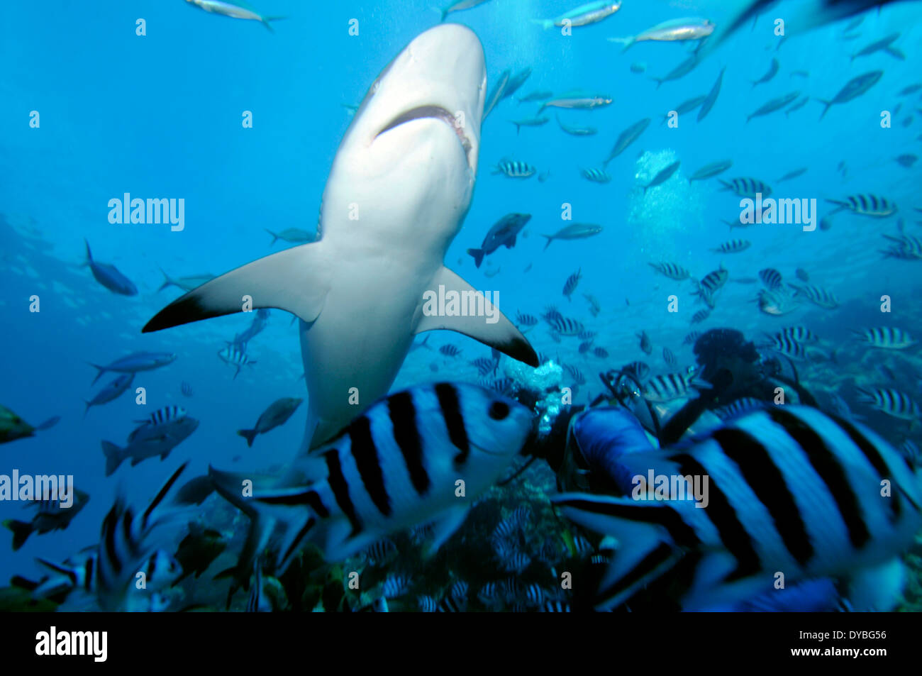 Silvertip shark, Carcharhinus albimarginatus, Beqa lagoon, Viti Levu, Fiji, South Pacific Stock Photo