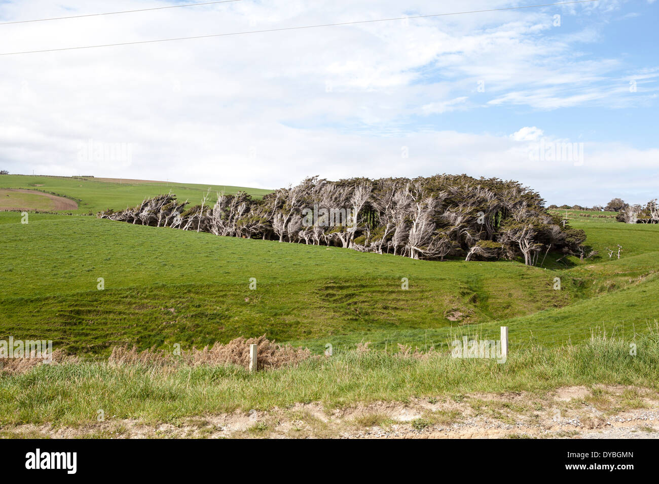 The Twisted Trees of Slope Point, New Zealand Stock Photo