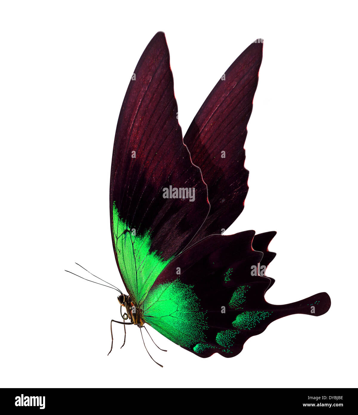 beautiful butterfly isolated on a white background Stock Photo - Alamy