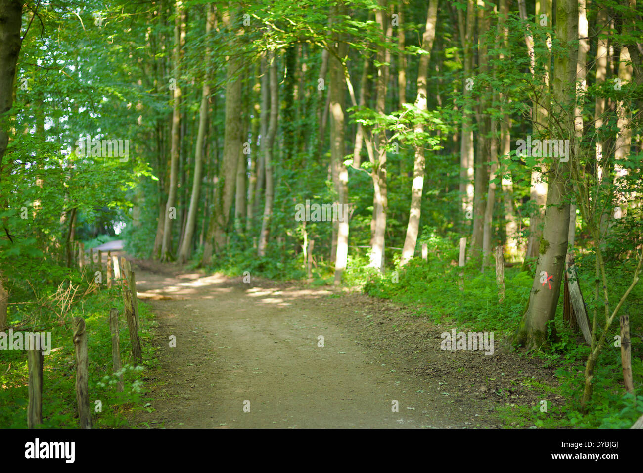 Dirt road leading through light forest. Stock Photo