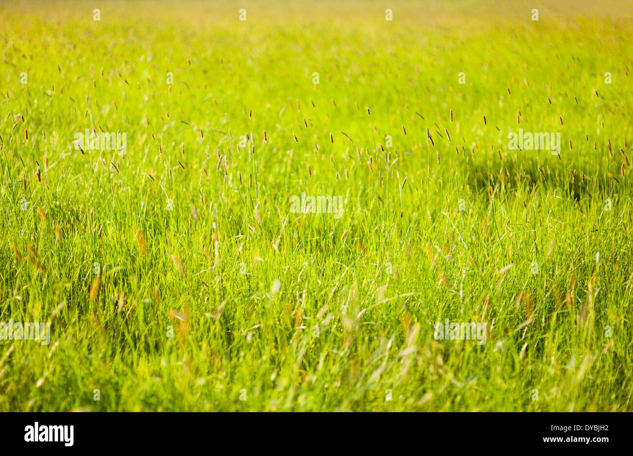 Meadow with tall grass and selective focus Stock Photo