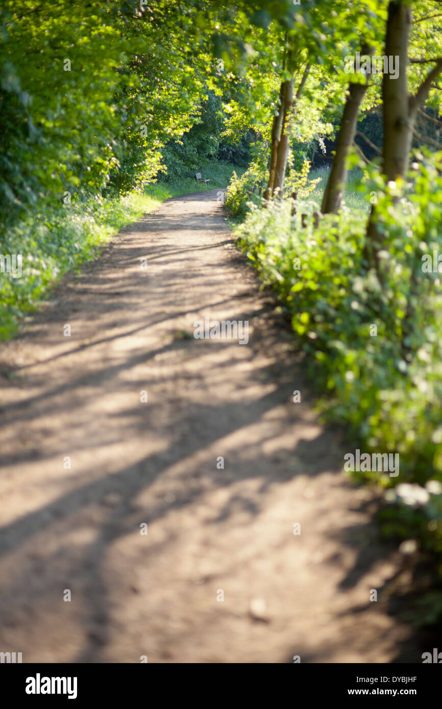 Dirt road leading of the trees into the sun with selective focus. Stock Photo
