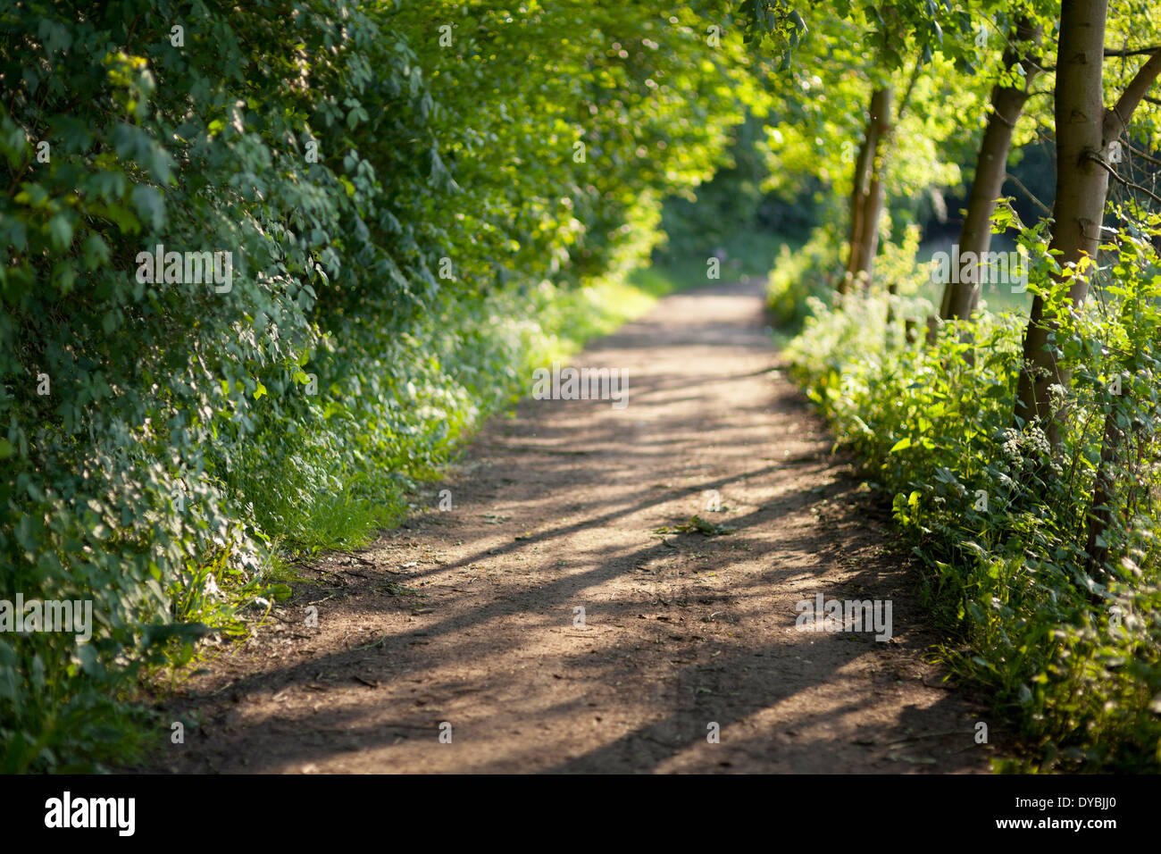 Dirt road leading of the trees into the sun with selective focus. Stock Photo