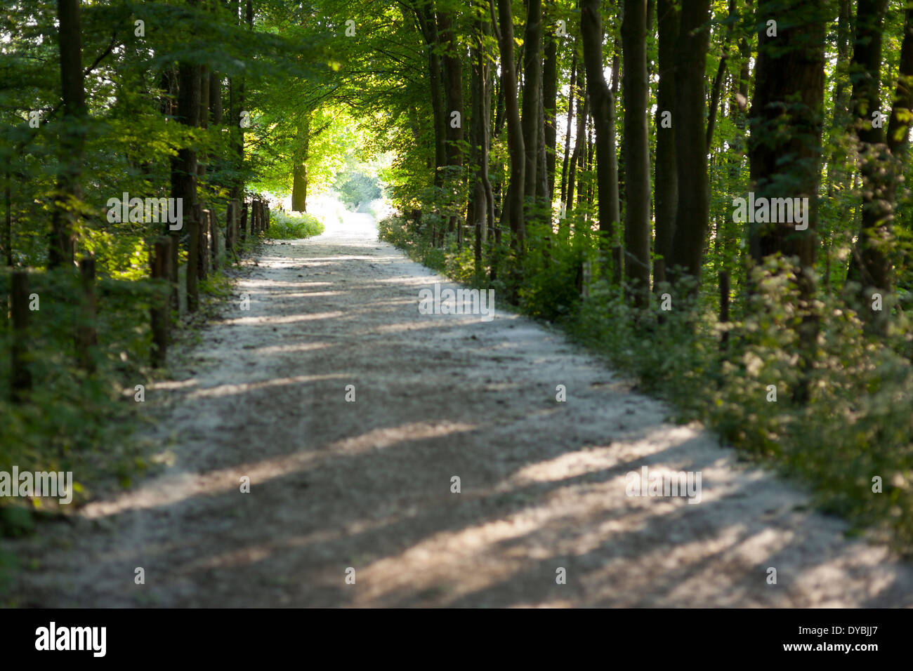 Dirt road leading through the trees into the sun with selective focus. The white stuff on the ground is pollen from the trees. Stock Photo
