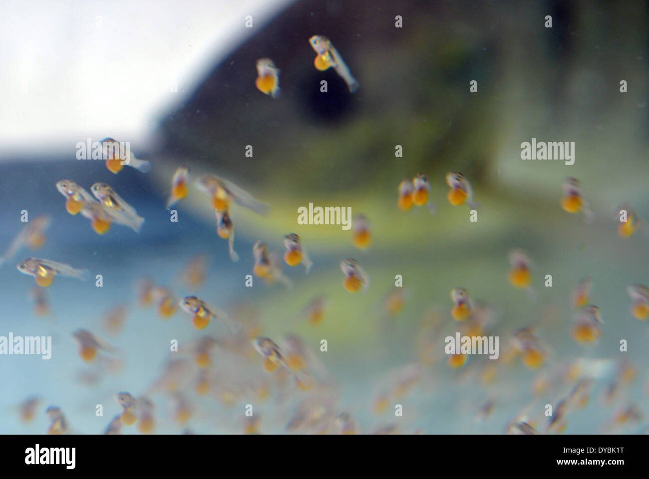 Tilapia fish hires stock photography and images Alamy