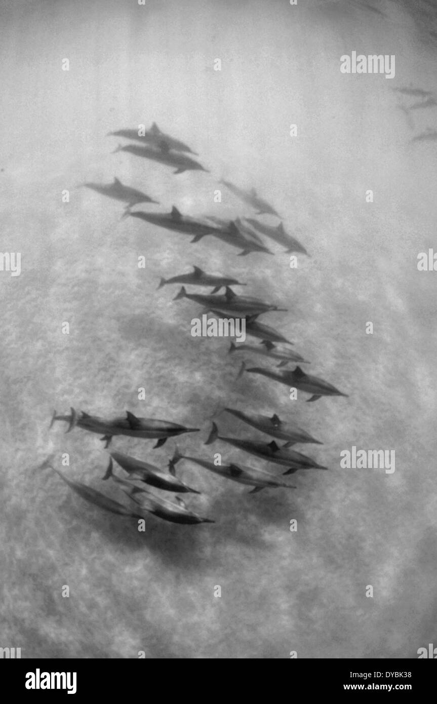 Pod of spinner dolphins, Stenella longirostris, Hulopoe Bay, Lanai, Hawaii, USA Stock Photo