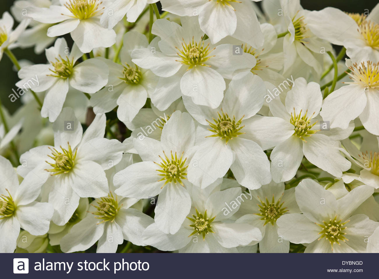 Evergreen Clematis Stock Photos & Evergreen Clematis Stock Images Alamy