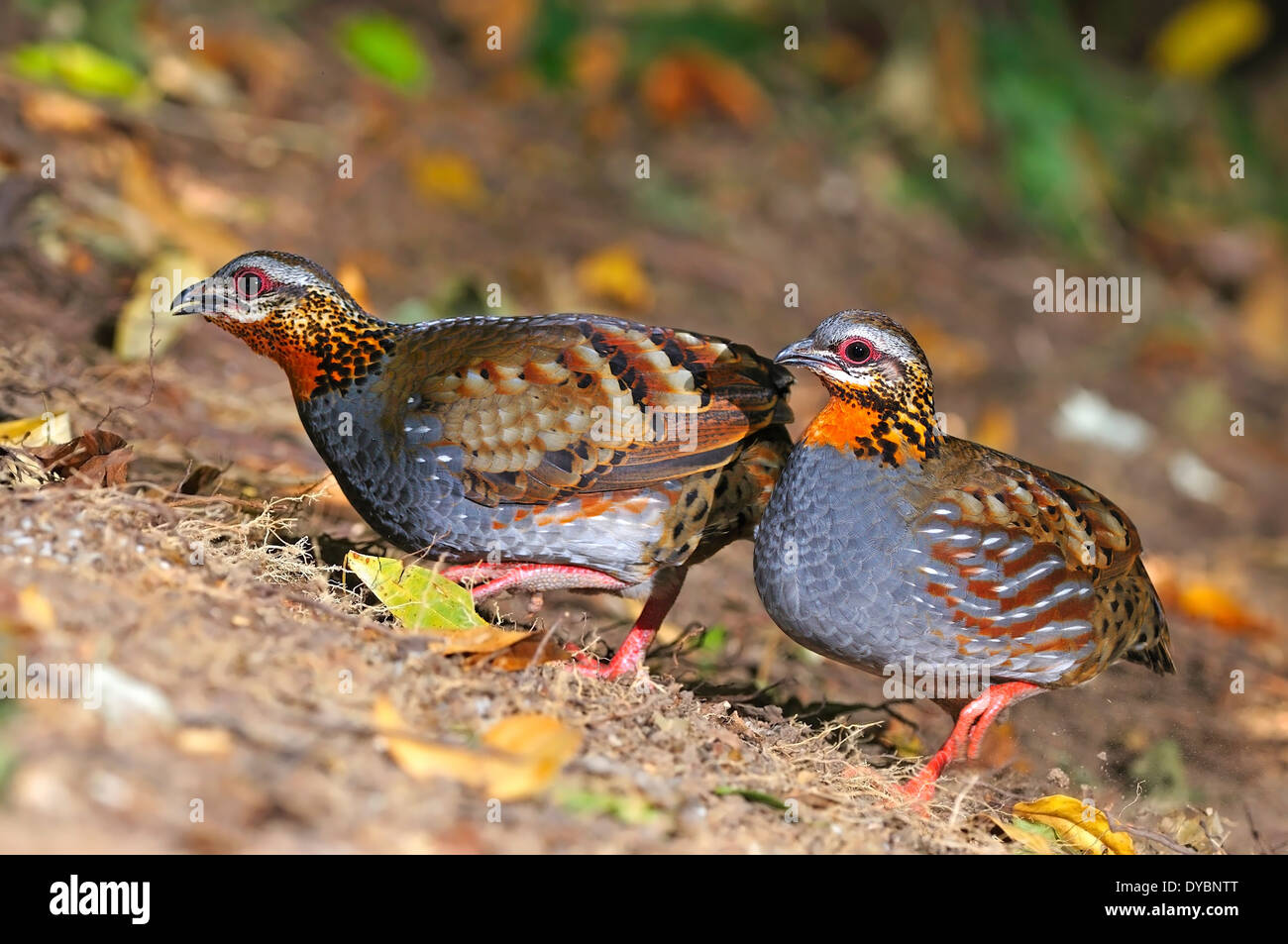 Beautiful Partridge, Rufous-throated Partridge (Arborophila rufogularis), taken in Thailand Stock Photo