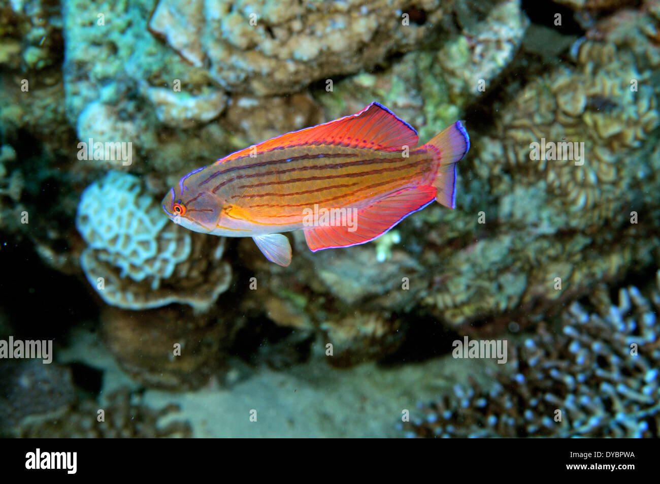 Male eightline flasher wrasse, Paracheilinus octotaenia, Gulf of Aqaba, Red Sea, Jordan Stock Photo