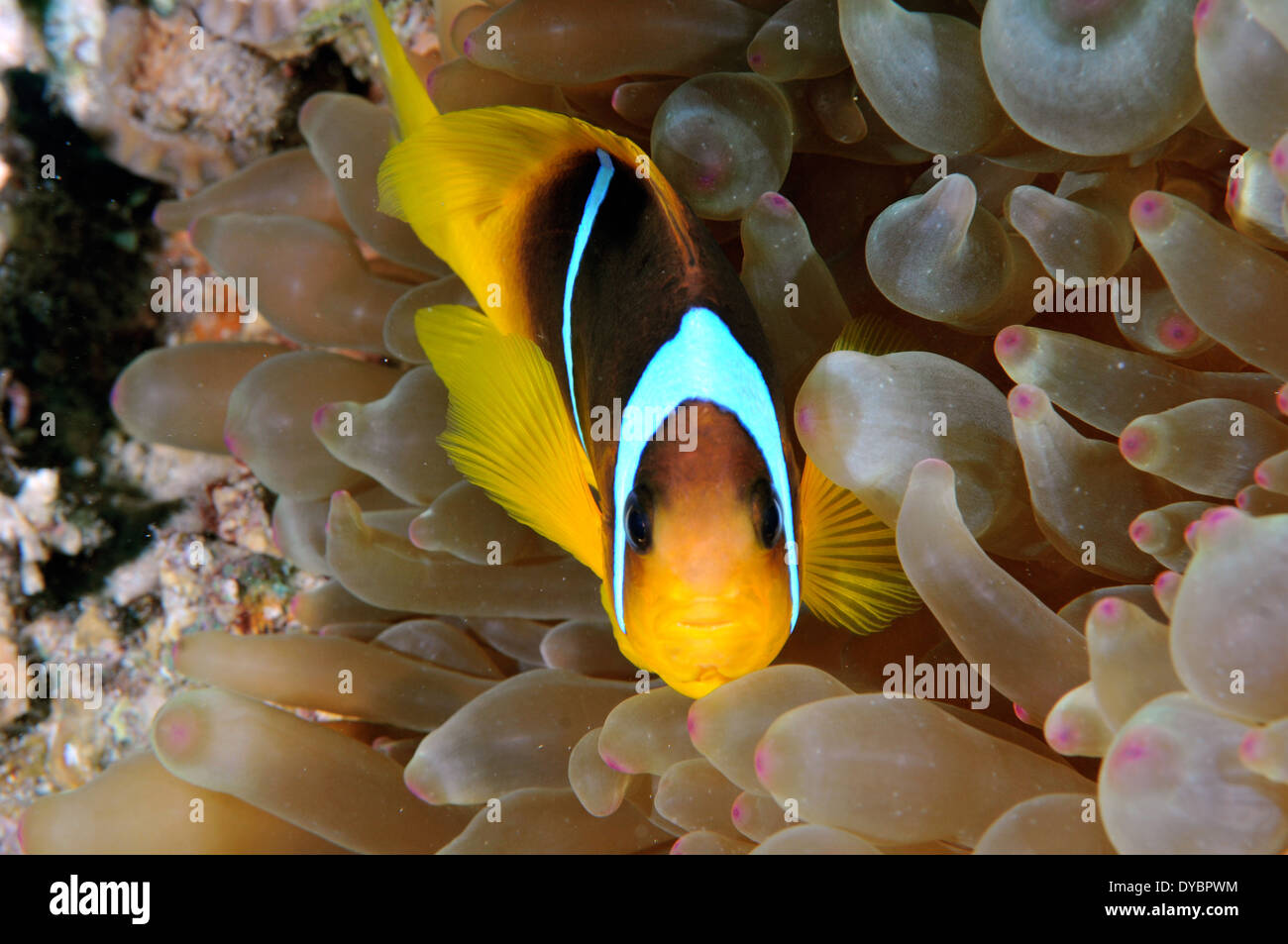 Twoband anemonefish, Amphiprion bicinctus, Gulf of Aqaba, Red Sea, Jordan Stock Photo