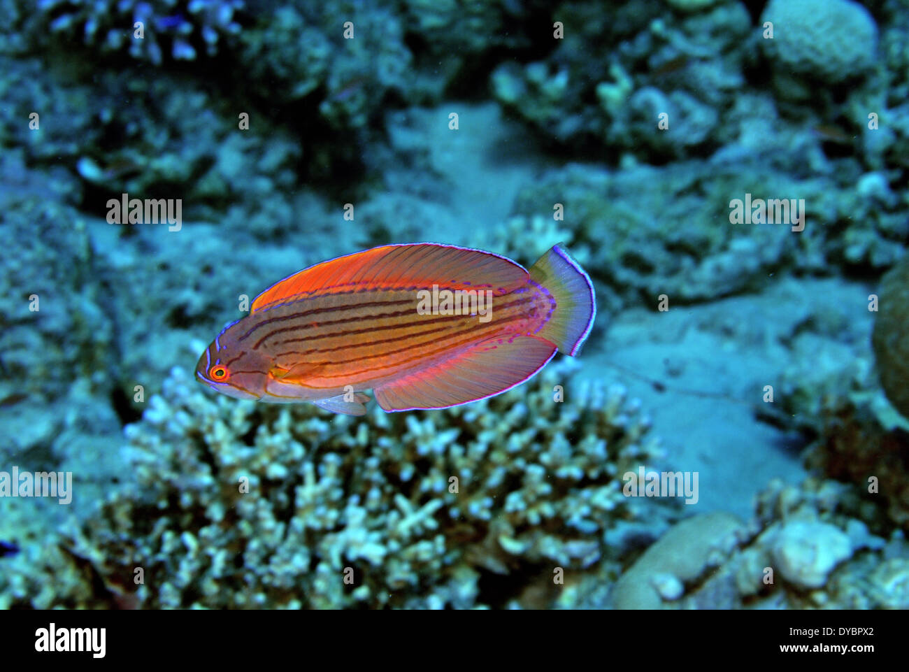 Male eightline flasher wrasse, Paracheilinus octotaenia, Gulf of Aqaba, Red Sea, Jordan Stock Photo