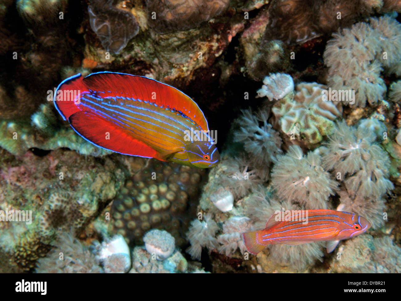 Male and female eightline flasher wrasse, Paracheilinus octotaenia, Gulf of Aqaba, Red Sea, Jordan Stock Photo