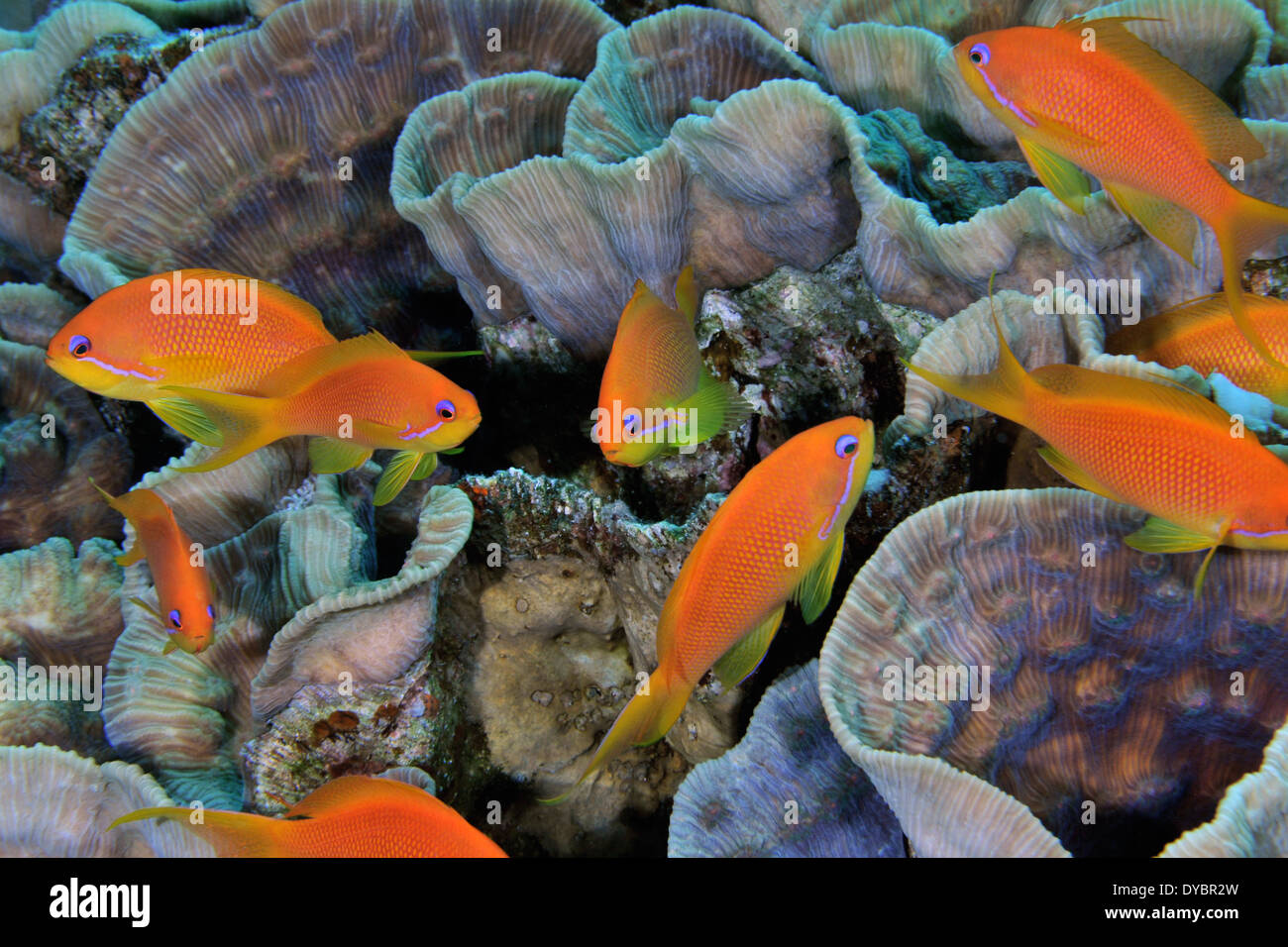 Female scalefin or lyretail anthias, Pseudanthias squamipinnis and coral reef, Gulf of Aqaba, Red Sea, Jordan Stock Photo
