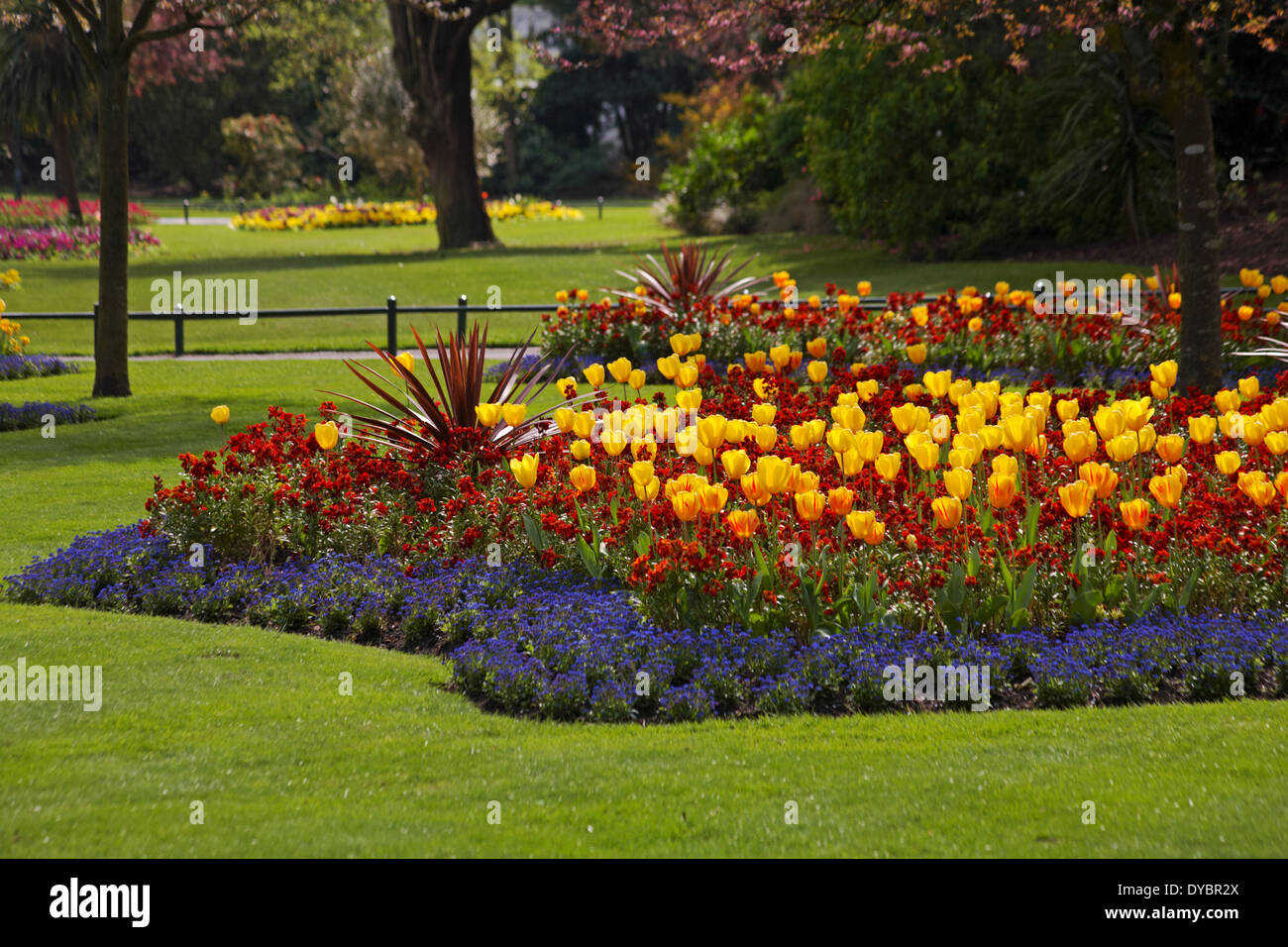 colourful Spring flower beds at Bournemouth Lower Gardens, Bournemouth, Dorset UK in April - tulips, lobelia, wallflowers and cordyline Stock Photo