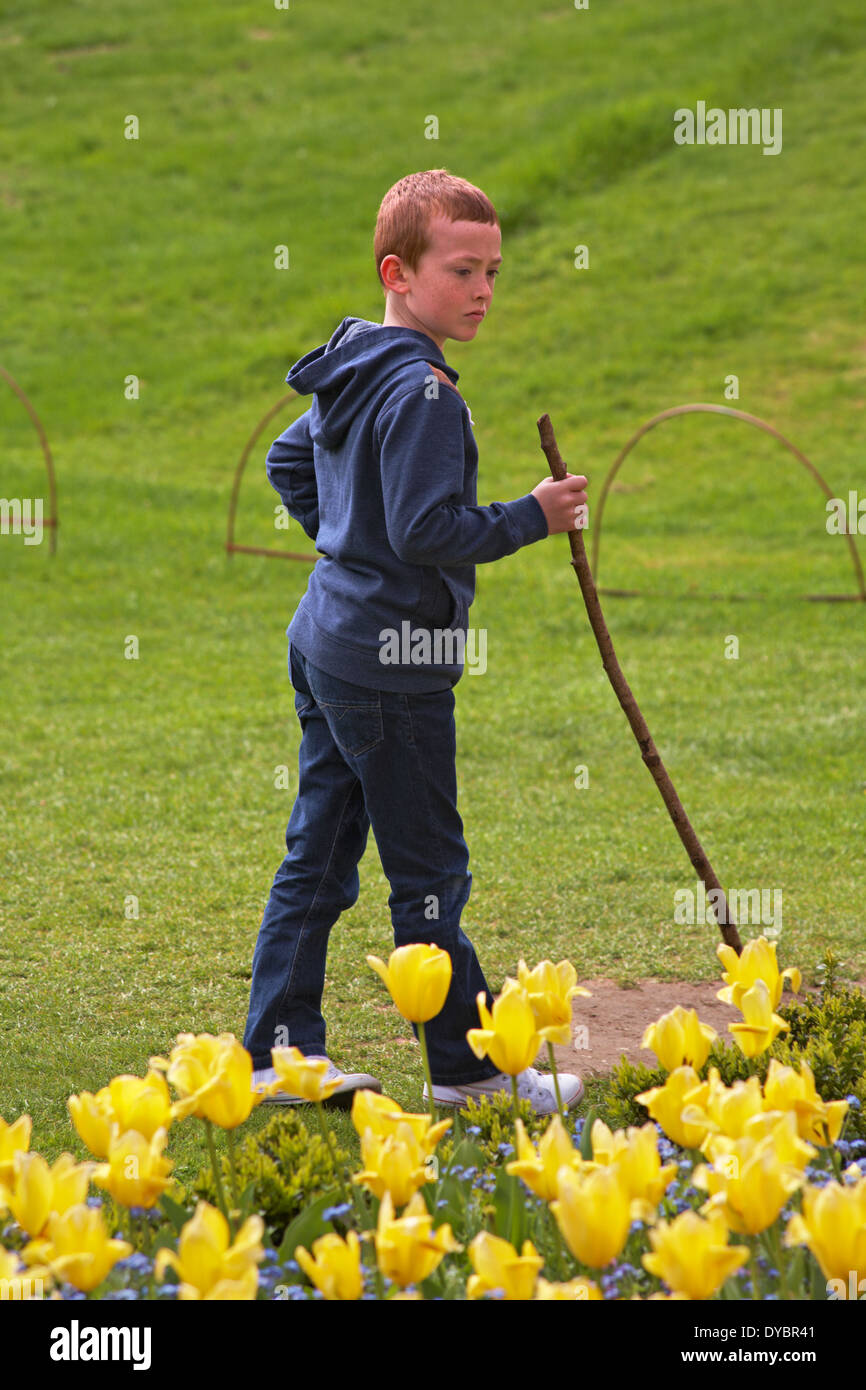 Boy with stick walking past yellow tulips in April Stock Photo