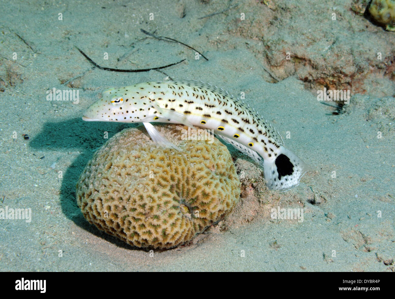 Speckled sandperch, Parapercis hexophthalma, rests on coral, Gulf of Aqaba, Red Sea, Jordan Stock Photo