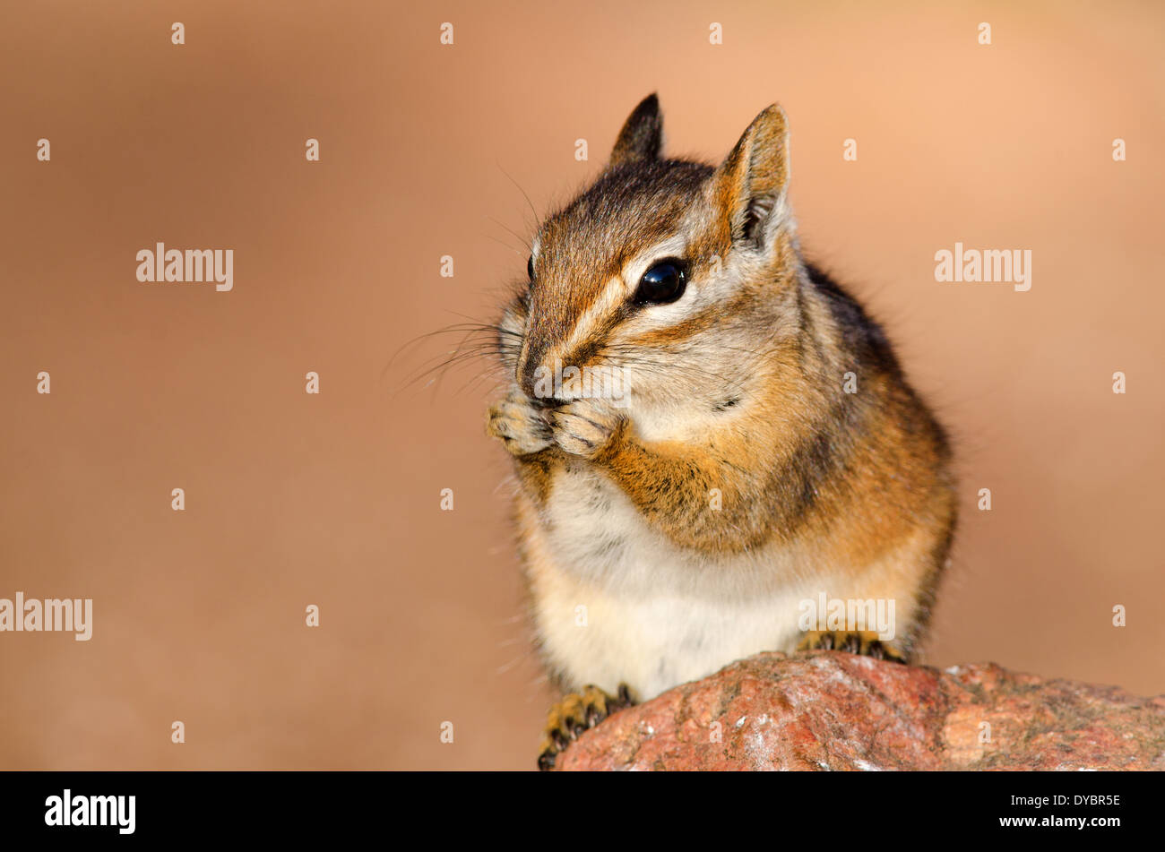 Chipmunk on rock at Red Rocks, Colorado Stock Photo - Alamy