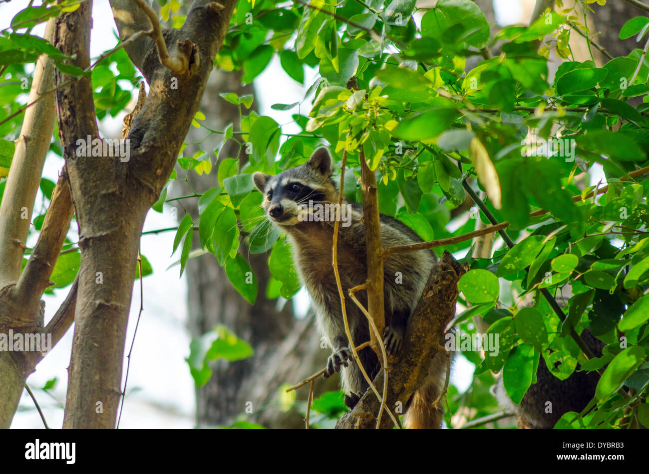 A raccoon climbing high up in a tree Stock Photo Alamy