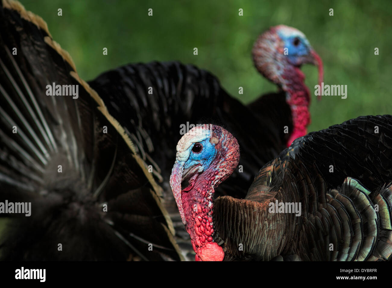 Wild Turkey Toms Stock Photo