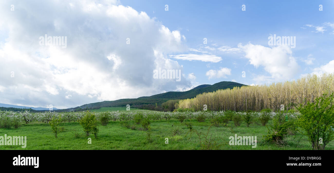 Blossoming apple trees next to the forest in Hungary near to the Pilis mountains Stock Photo