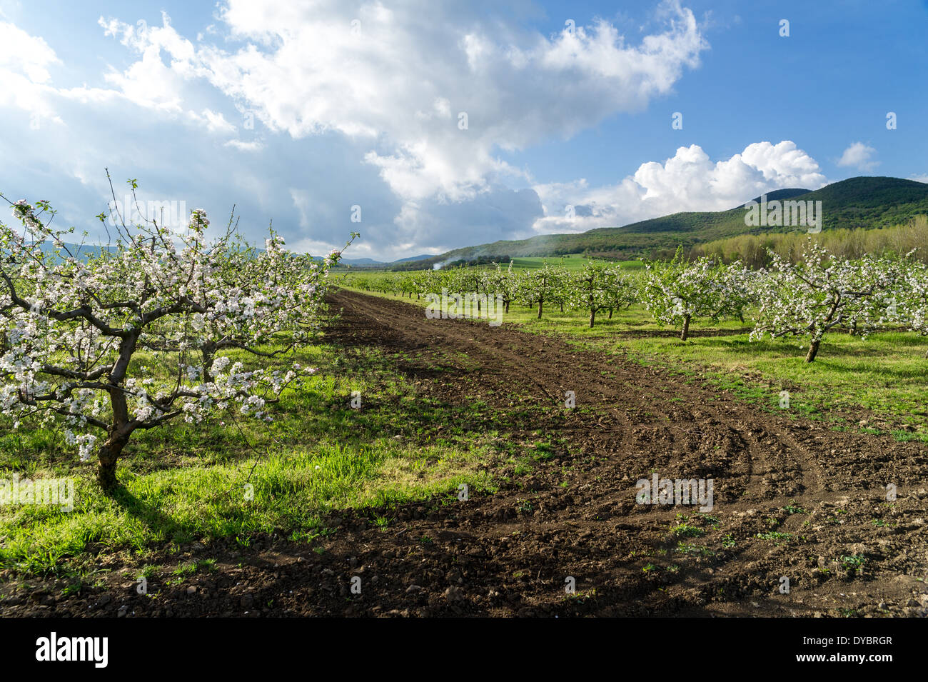Blossoming apple trees in Hungary near to the Pilis mountains Stock Photo
