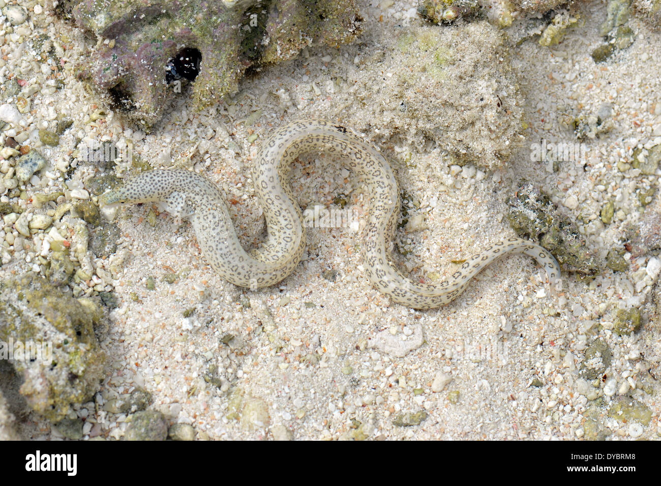 Peppered moray eel, Gymnothorax pictus, tide pool in Nukuhione islet, Wallis Island, Wallis and Futuna, Melanesia, South Pacific Stock Photo