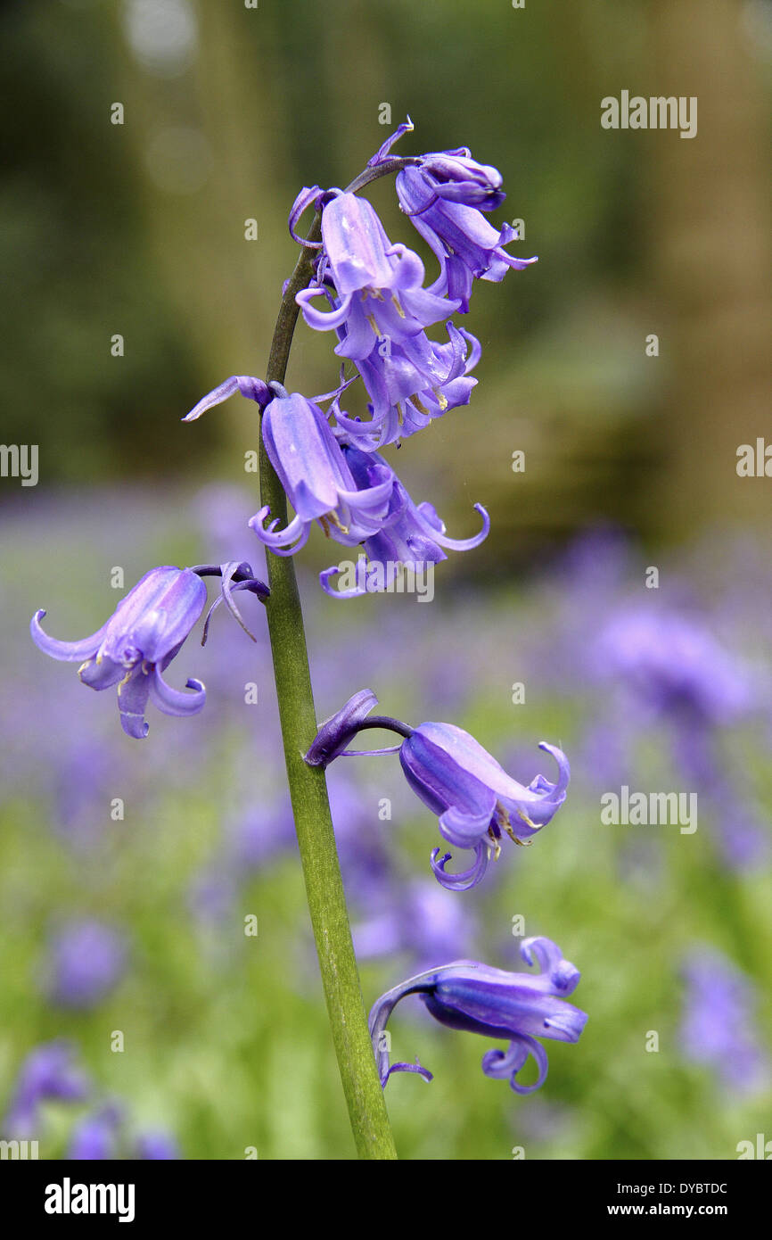 Native English bluebells (hyacinthoides non-scripta) at Ryton Wood in Warwickshire, England, UK - May Stock Photo