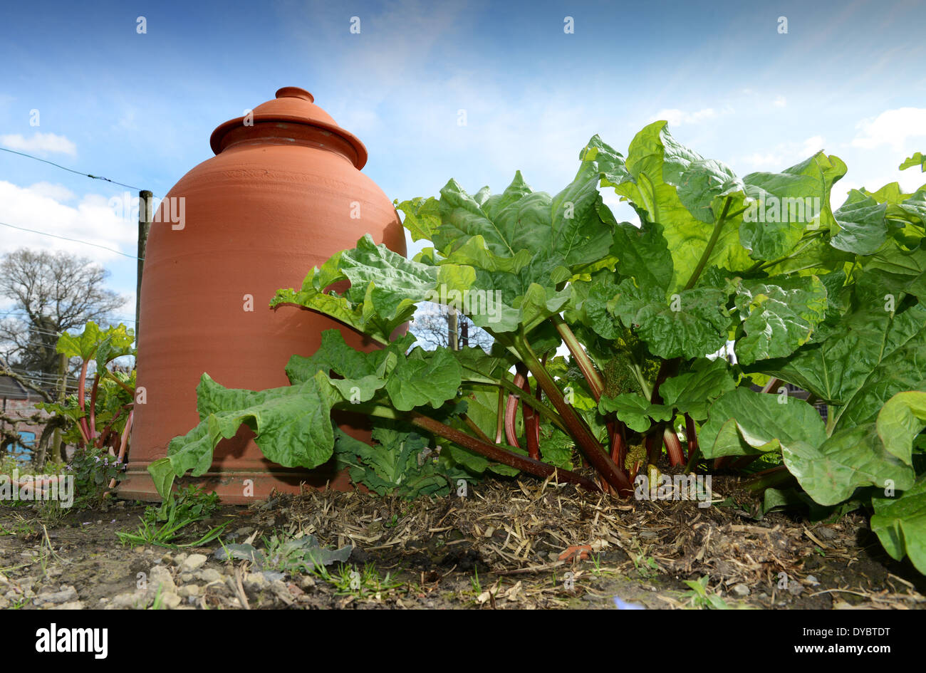 Rhubarb growing with terracotta bell forcer Uk Stock Photo
