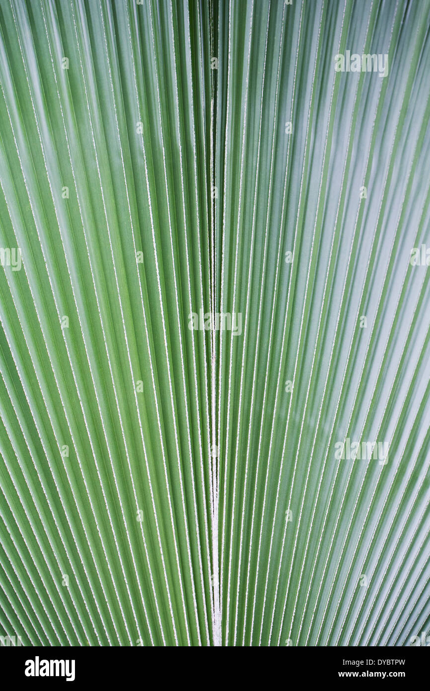 Pritchardia pacifica leaf pattern. Fiji fan palm leaf. Stock Photo