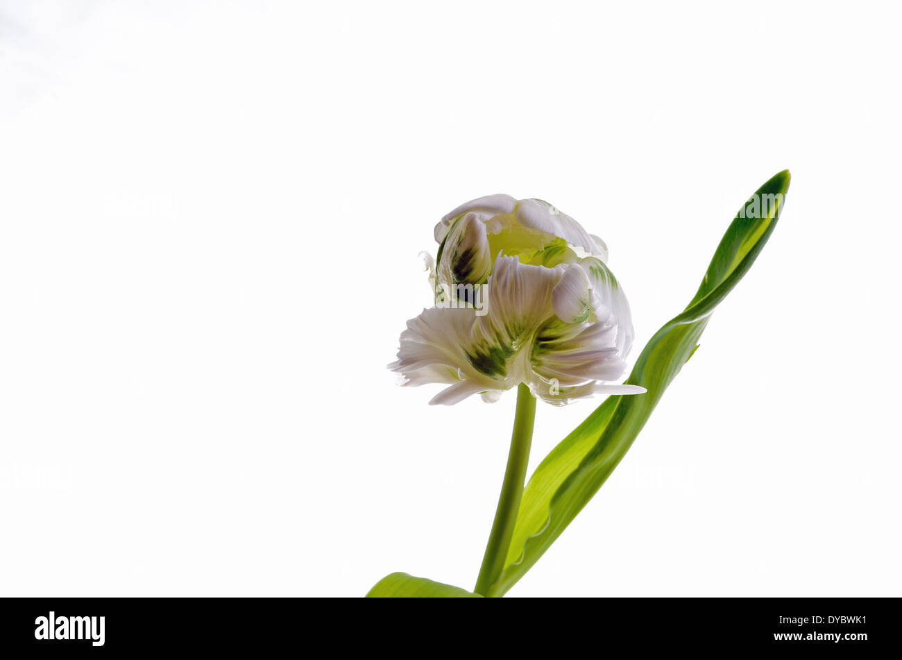Photo of tulip on a white background Stock Photo