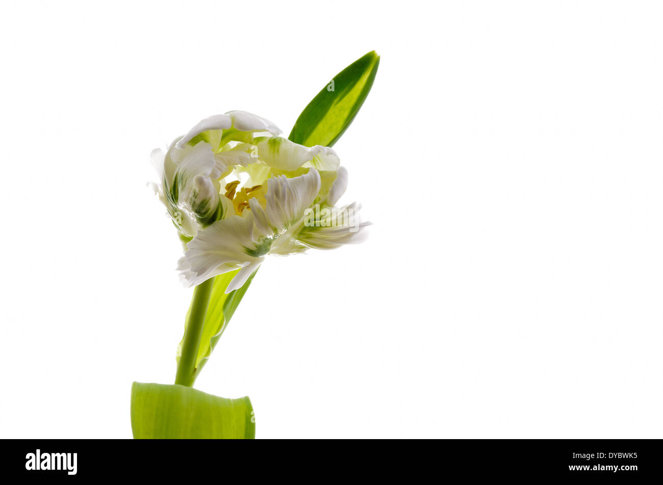 Photo of tulip on a white background Stock Photo - Alamy