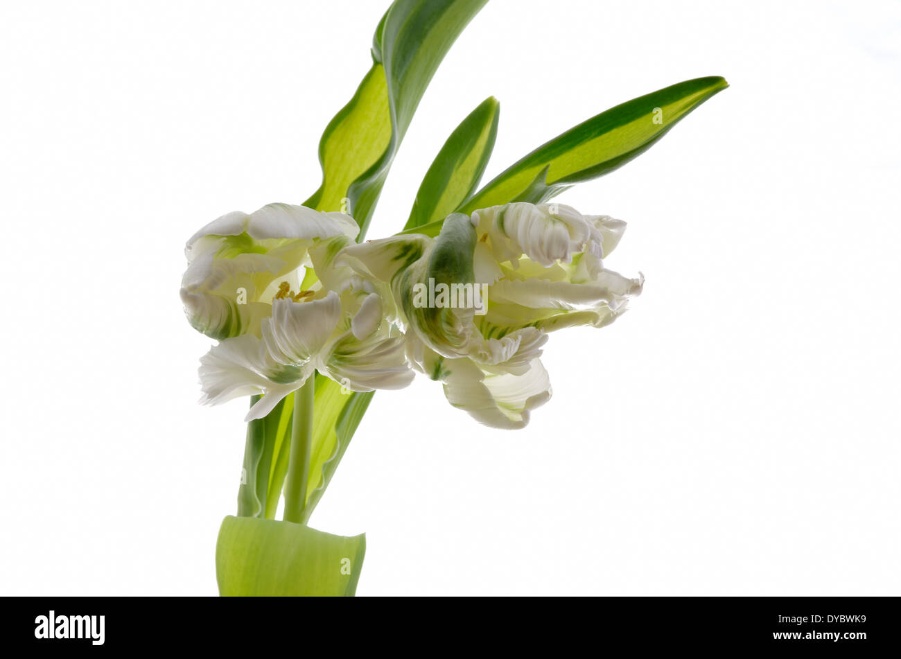 Photo of tulip on a white background Stock Photo - Alamy