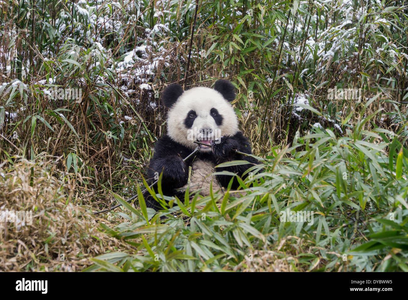 Panda in the snow hi-res stock photography and images - Alamy