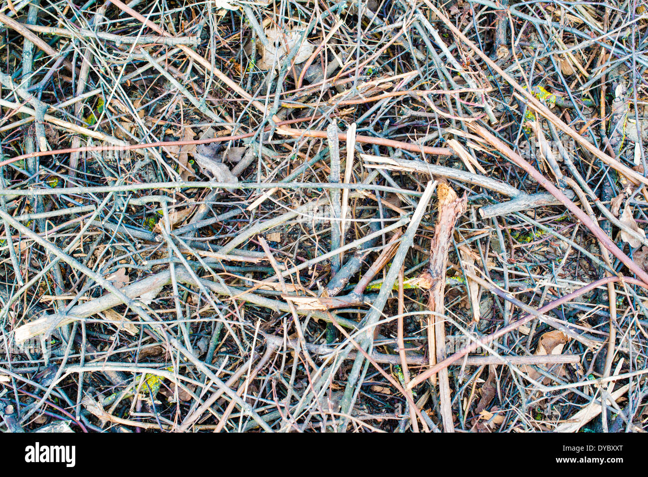 Dry tree branches Stock Photo