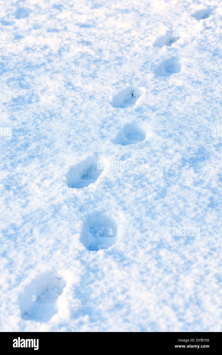 Foot prints in the snow. Stock Photo