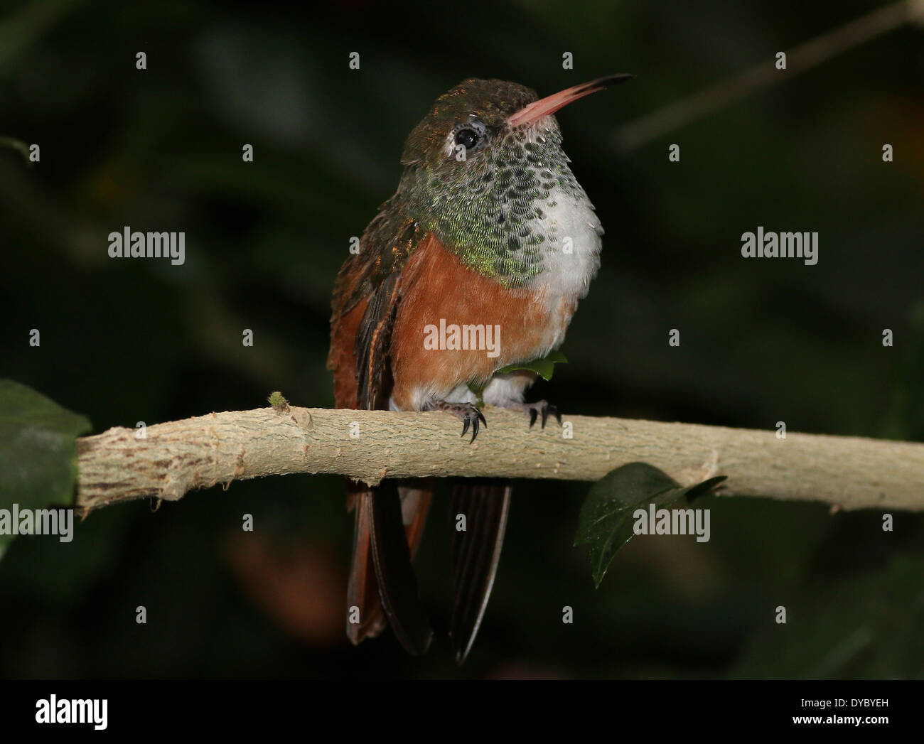 South American Amazilia or Emerald hummingbird ( Amazilia amazilia