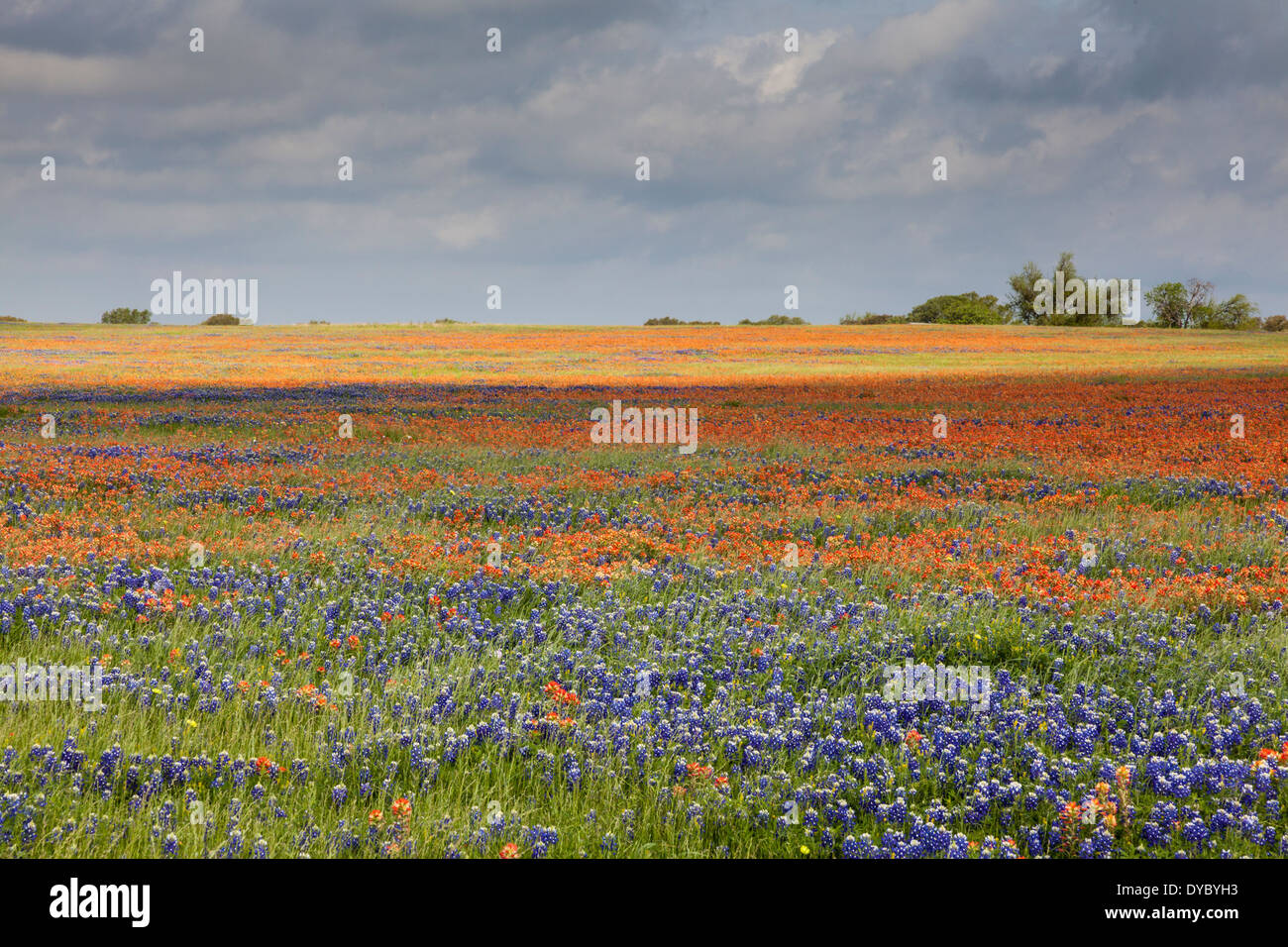 Field of Texas Bluebonnets and Indian Paintbrush wildflowers with sun and shadows along Texas FM 362 at Whitehall, Texas. Stock Photo