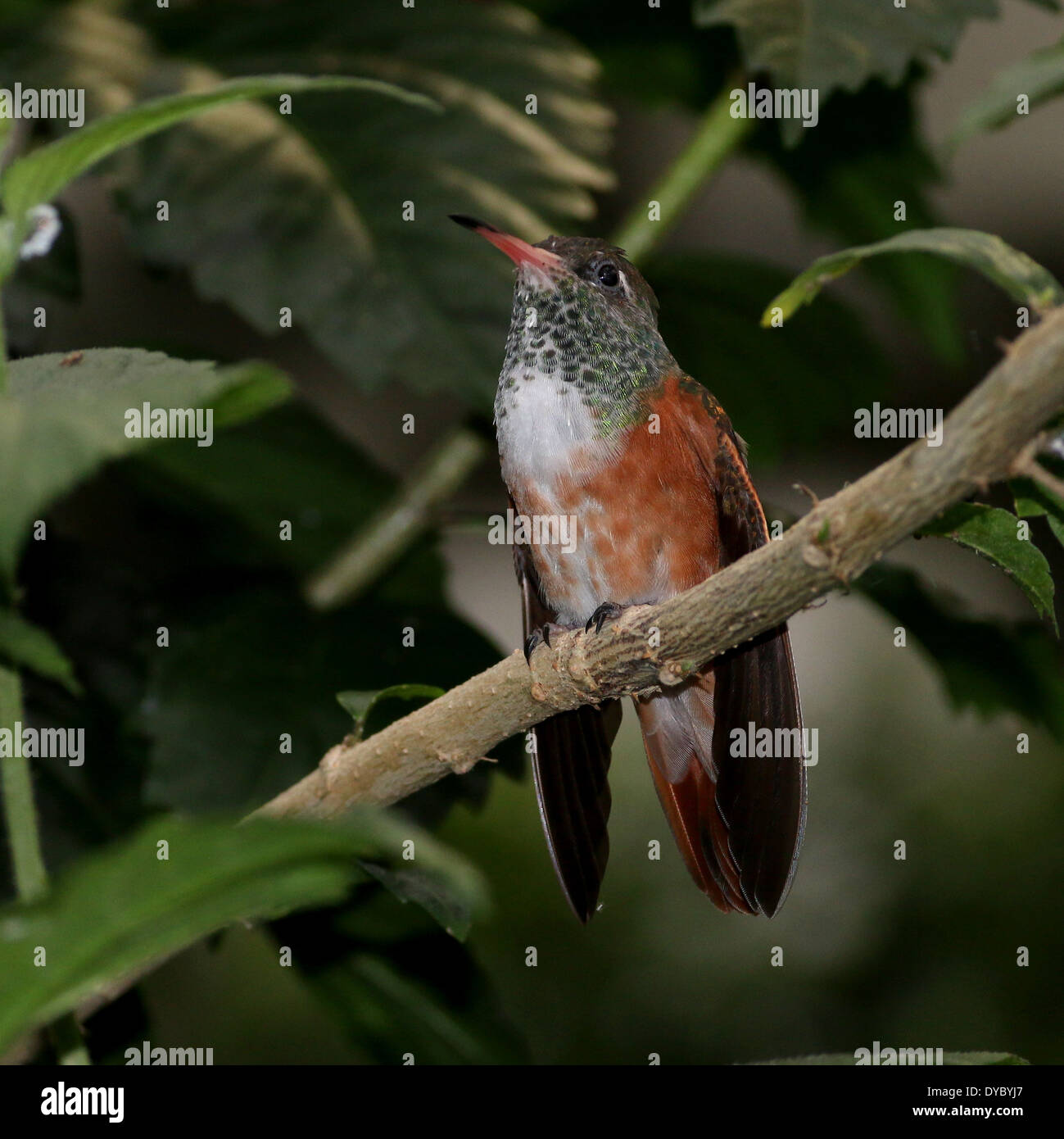 South American Amazilia or Emerald hummingbird ( Amazilia amazilia) Stock Photo