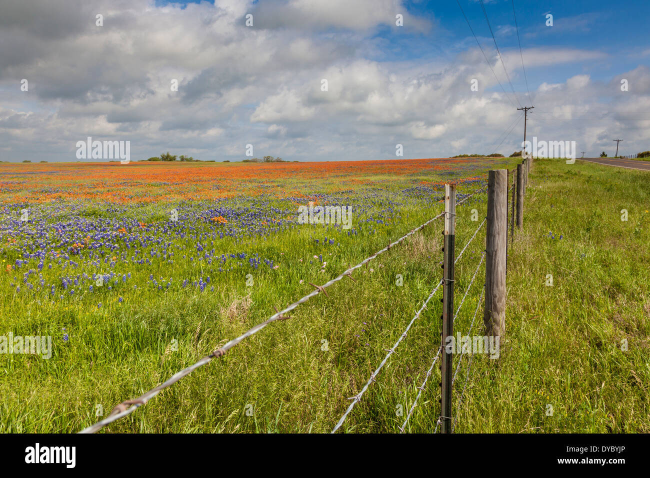 Indian wildflowers hi-res stock photography and images - Alamy