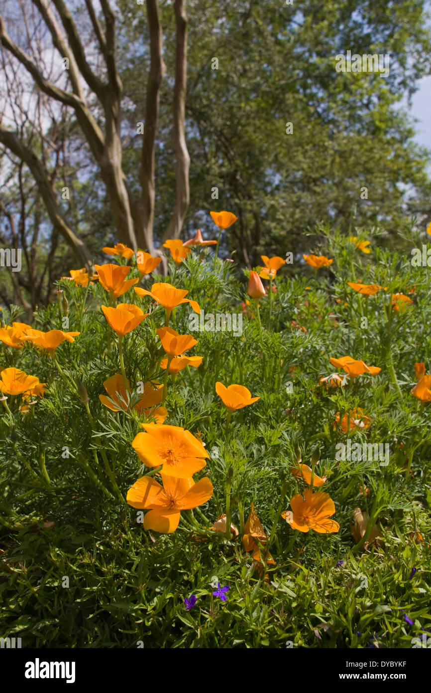 California Poppy, Eschscholzia californica MIXED COLORS, at Mercer Arboretum and Botanical Gardens in Spring, Texas. Stock Photo