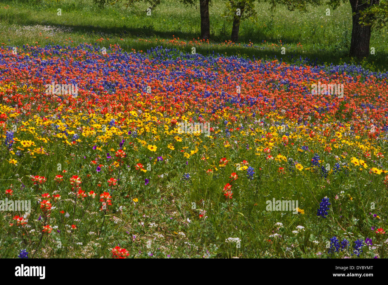 Fields of Texas Bluebonnets (Lupinus texensis), Indian Paintbrush (Castilleja indivisa), and Coreopsis wildflowers in Independence, Texas. Stock Photo