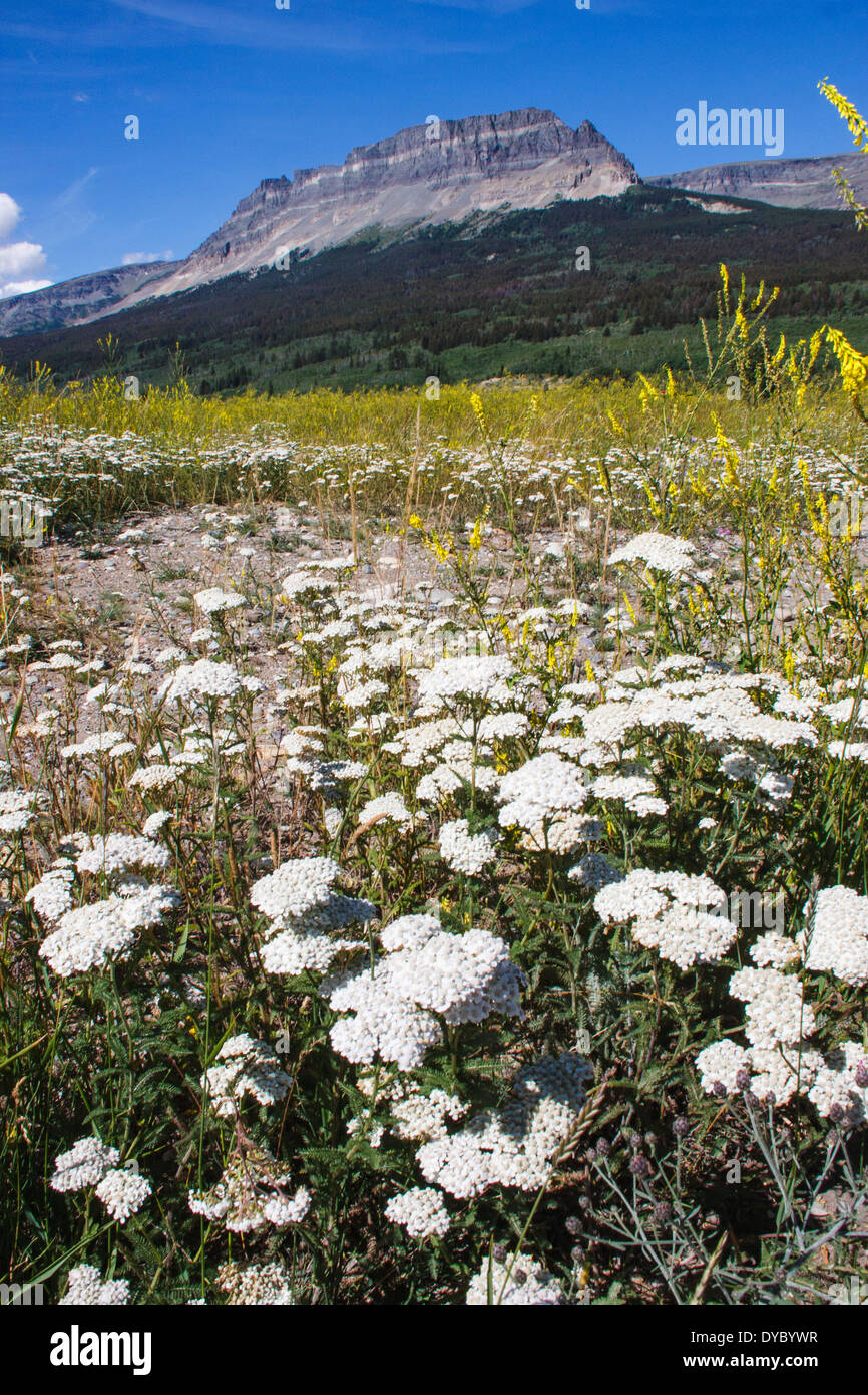 White Yarrow wildflowers, Achillea millefolium, blooming in August in Glacier National Park in Montana. Stock Photo