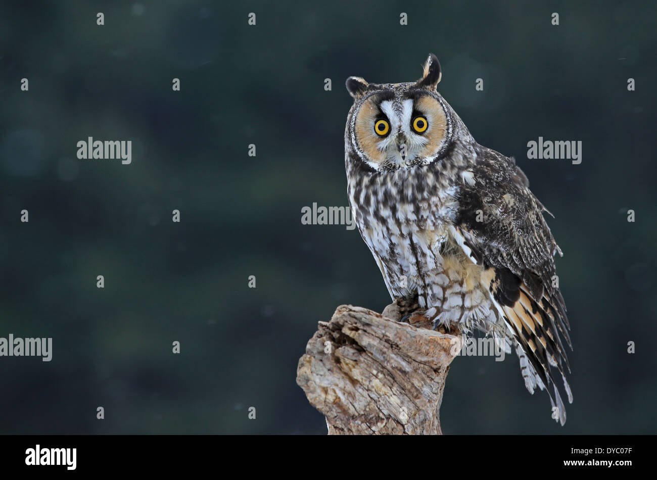 Cute Long-eared Owl Stock Photo