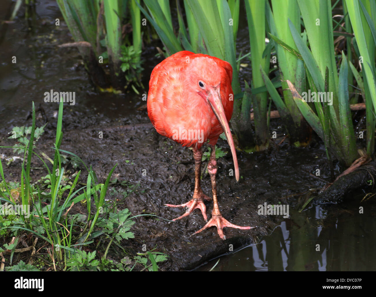 Close-up of a Scarlet Ibis (Eudocimus ruber) foraging near a lake Stock Photo