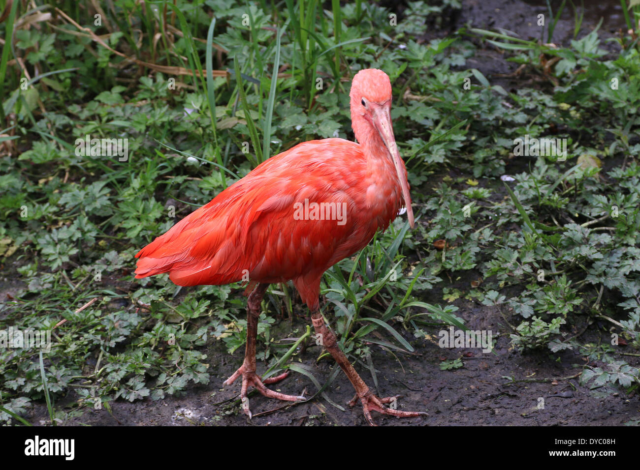 Close-up of a South American Scarlet Ibis (Eudocimus ruber) walking at water's edge Stock Photo