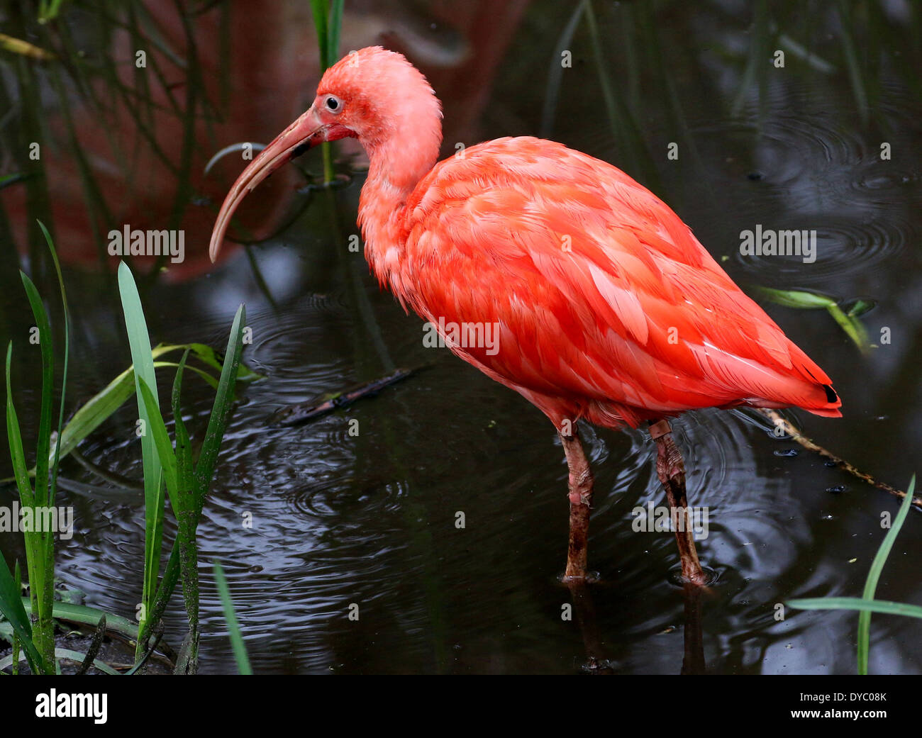 Close-up of a South American Scarlet Ibis (Eudocimus ruber) foraging in a lake Stock Photo