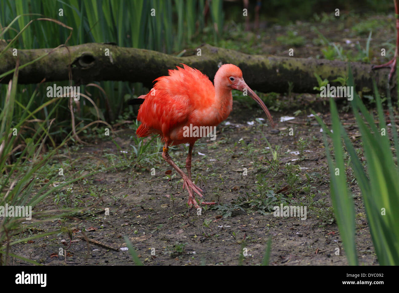 Close-up of a Scarlet Ibis (Eudocimus ruber) walking and foraging Stock Photo