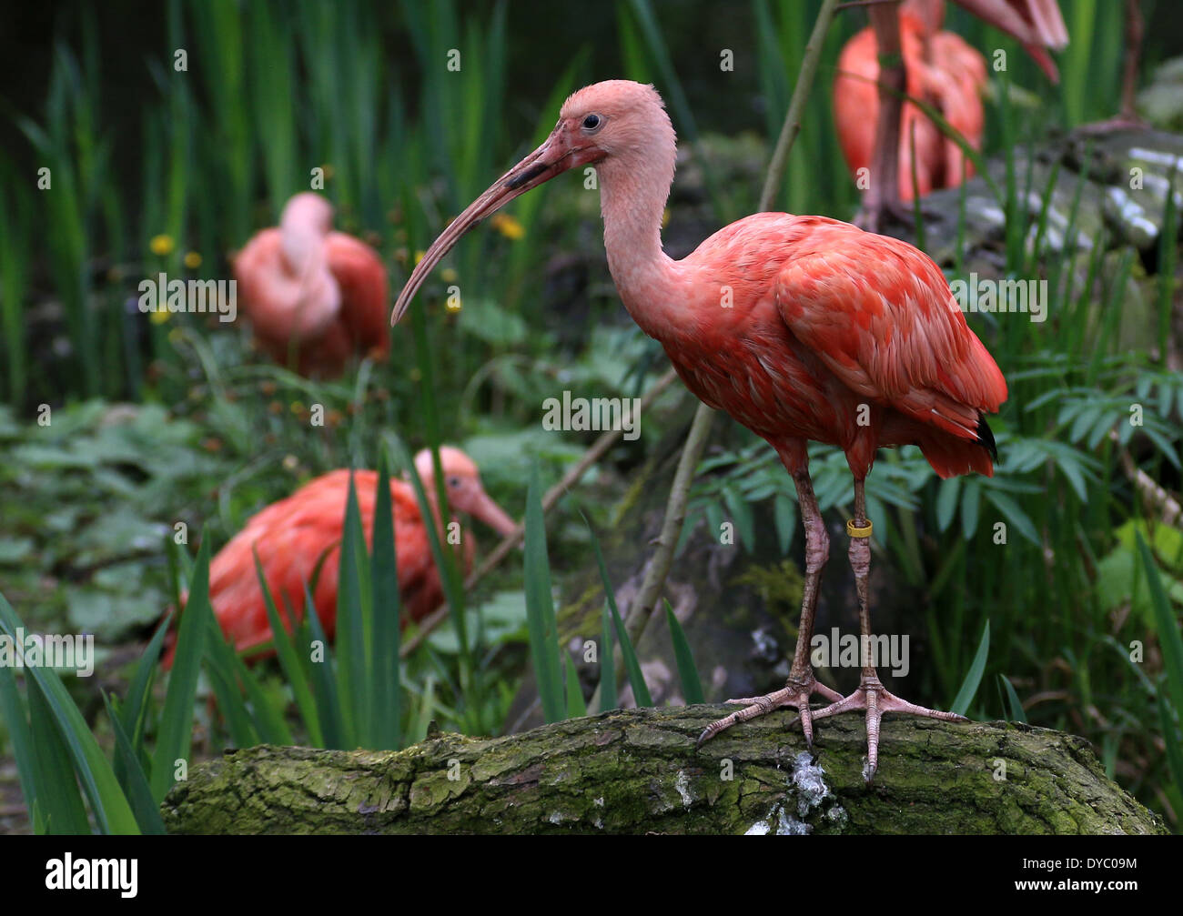 Close=up of a Scarlet Ibis (Eudocimus ruber) foraging in a lake Stock Photo