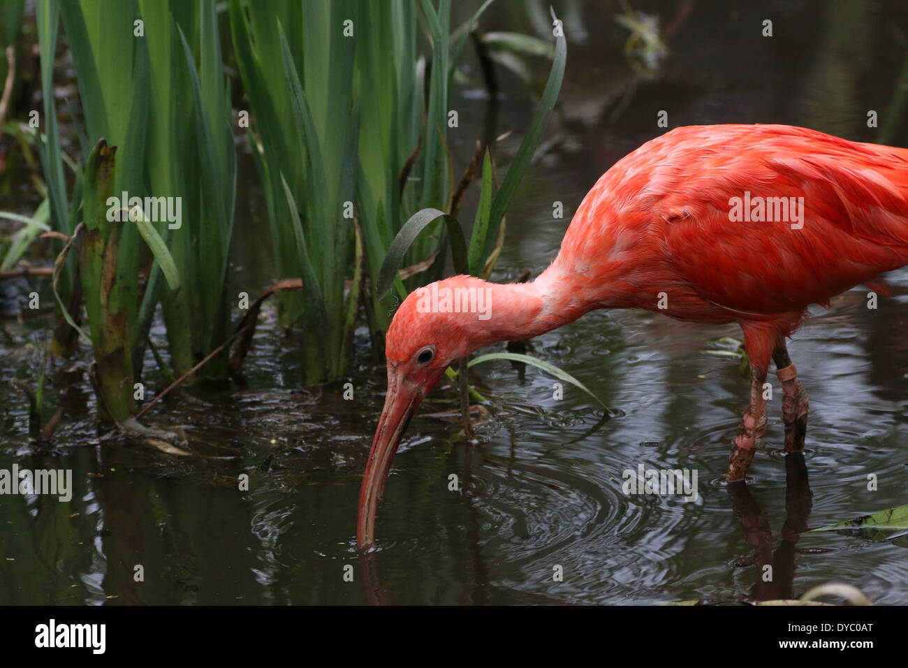 Close-up of a Scarlet Ibis (Eudocimus ruber) foraging in a lake Stock Photo